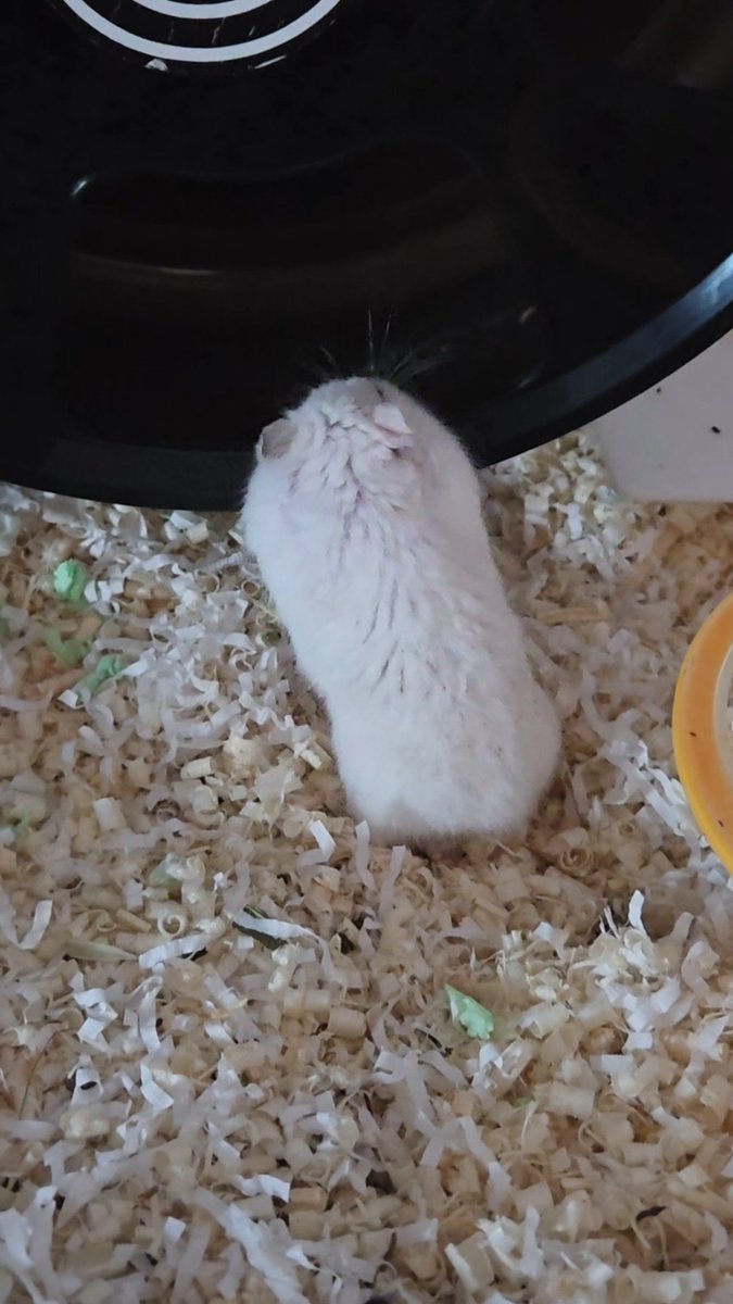 햄슷따리햄슷따 tweet media