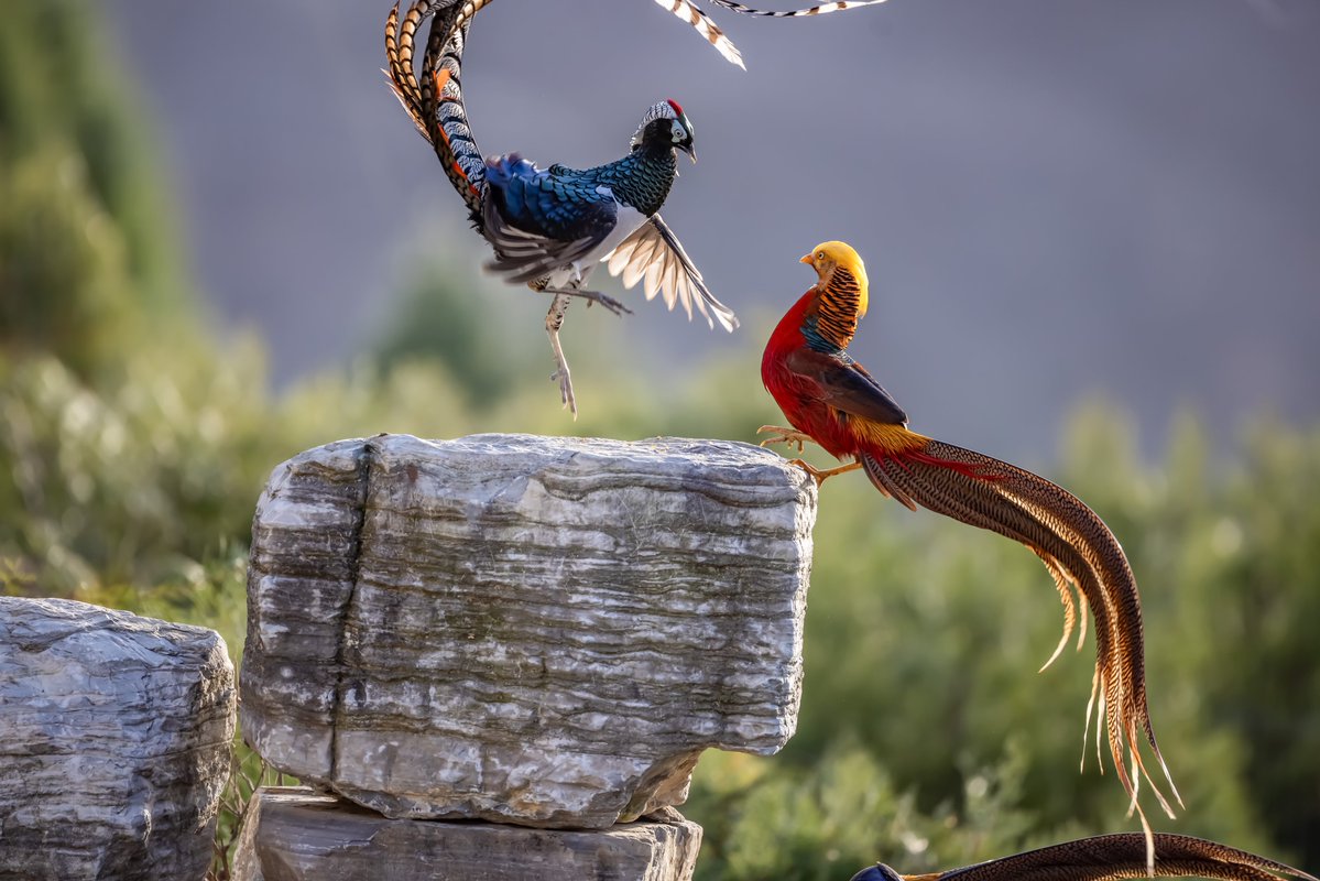 lin hillside tweet media