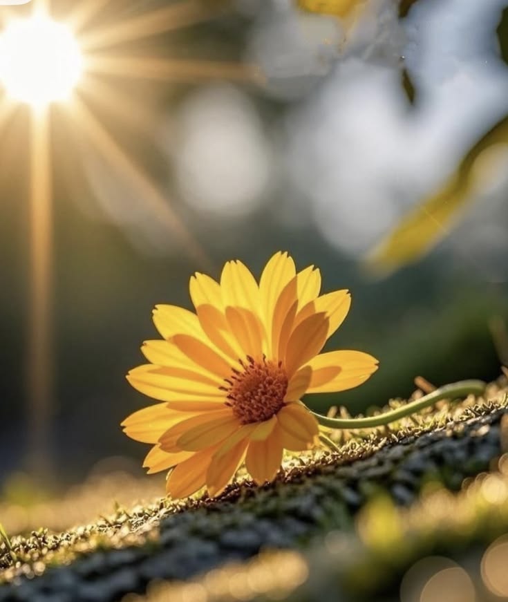 Malik Hameed tweet media