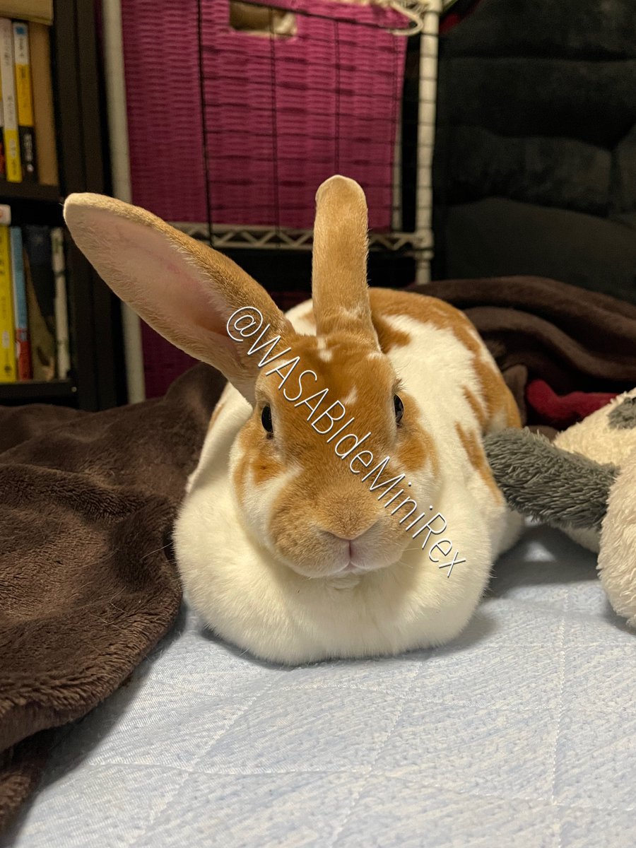 うさぎわさびc(⌒(_U･ω･U)_ tweet media