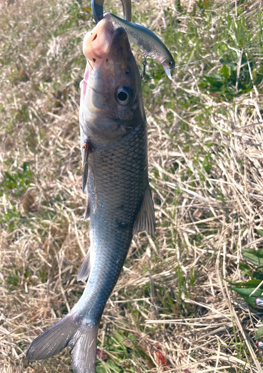 𓆛𓆜スー𓆝𓆞 tweet media