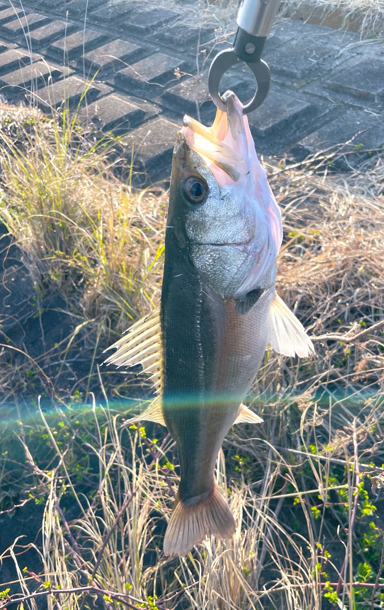 𓆛𓆜スー𓆝𓆞 tweet media