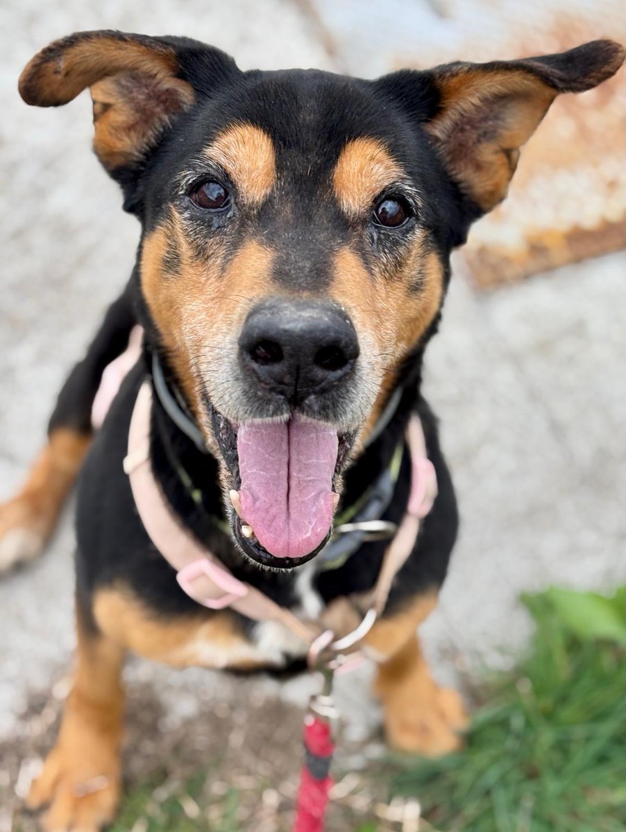 SOS Abuelos tweet media