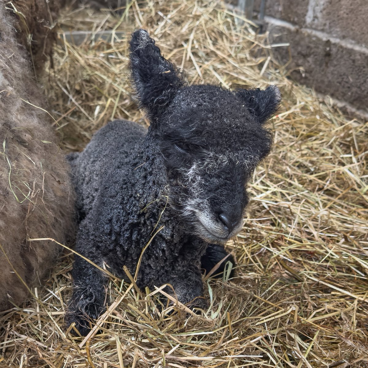 Ktuck_79's tweet image. Happy #SquareCropSaturday everyone!! 

This week has been a bit manic at work, but now it’s the weekend, the sun is out and we are off to the farm to see some more lambs! 

What are your plans? You guys doing anything exciting?

This weeks #Square photo is from last weeks visit