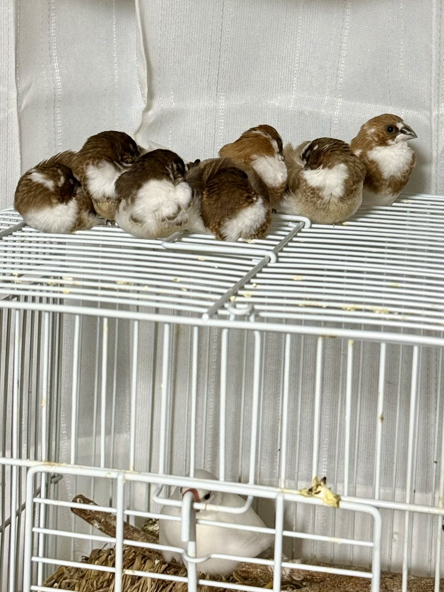 ちゃぼけゐ tweet media