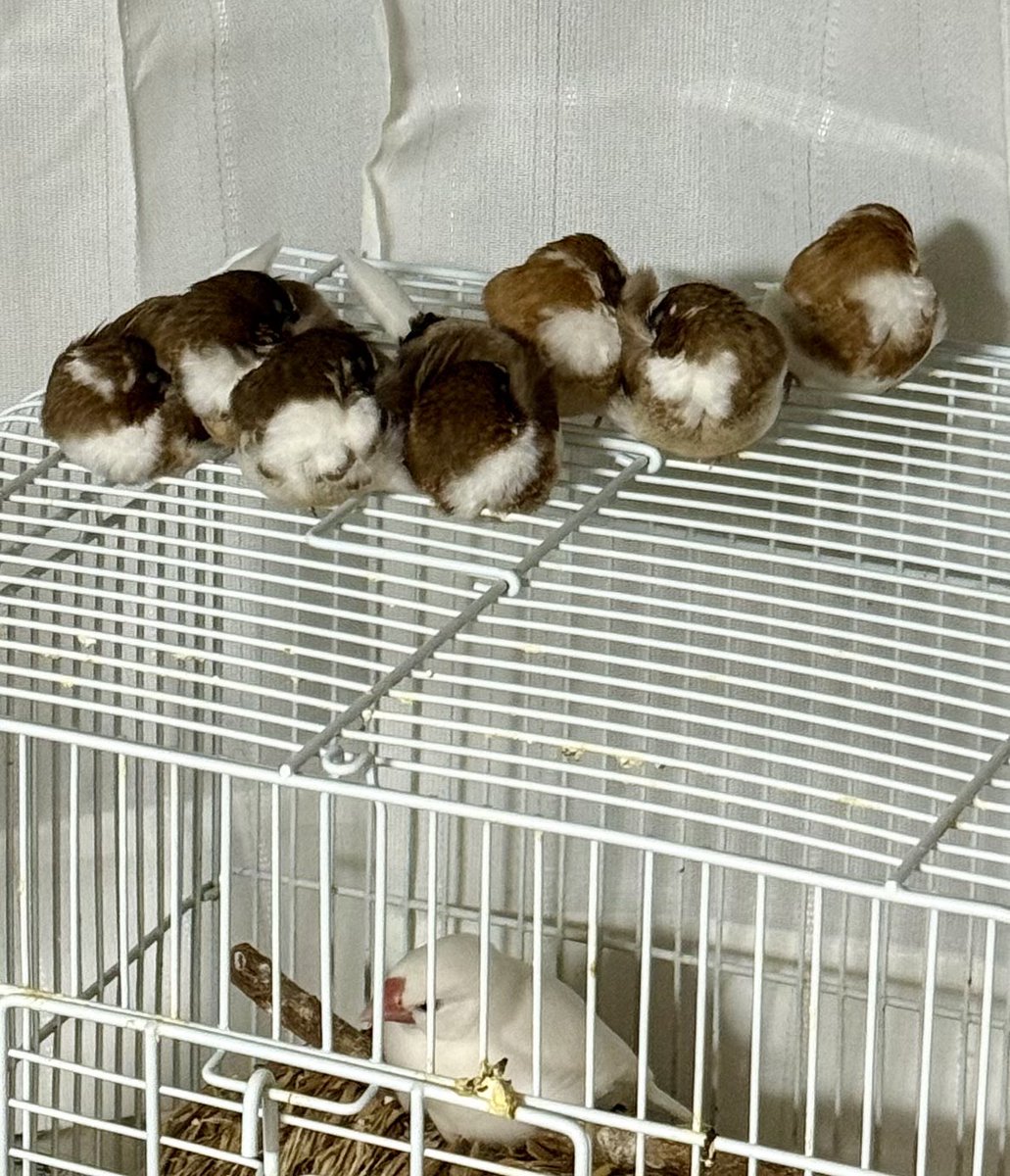 ちゃぼけゐ tweet media