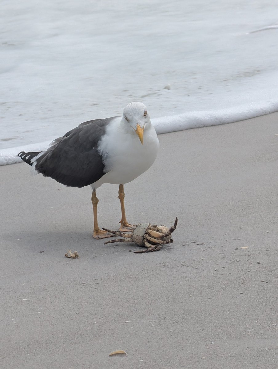 Tony Hom tweet media