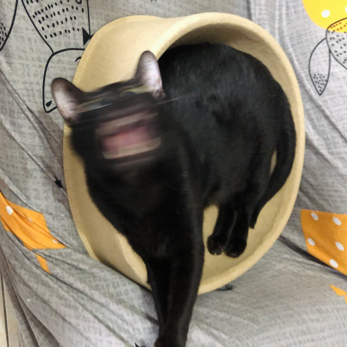 黑貓老師 tweet media