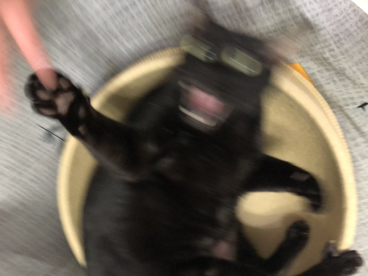 黑貓老師 tweet media