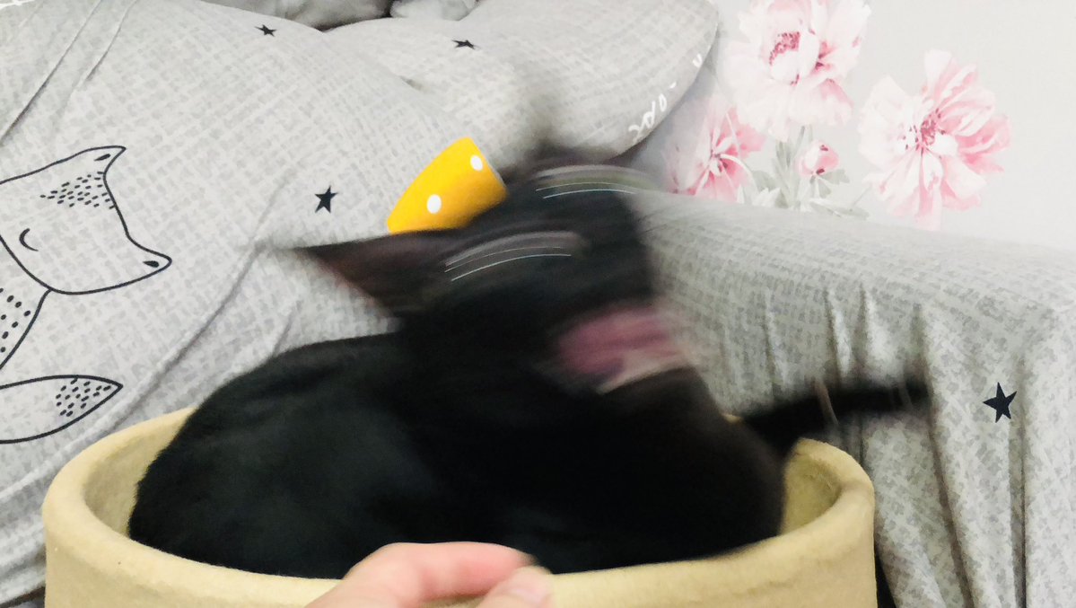 黑貓老師 tweet media