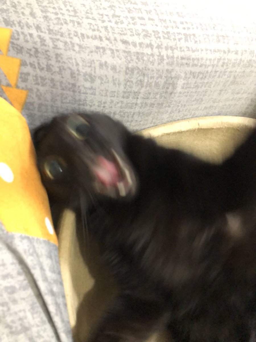 黑貓老師 tweet media