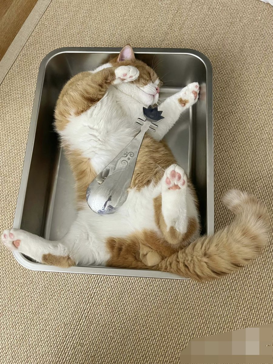 nuno barbosa tweet media