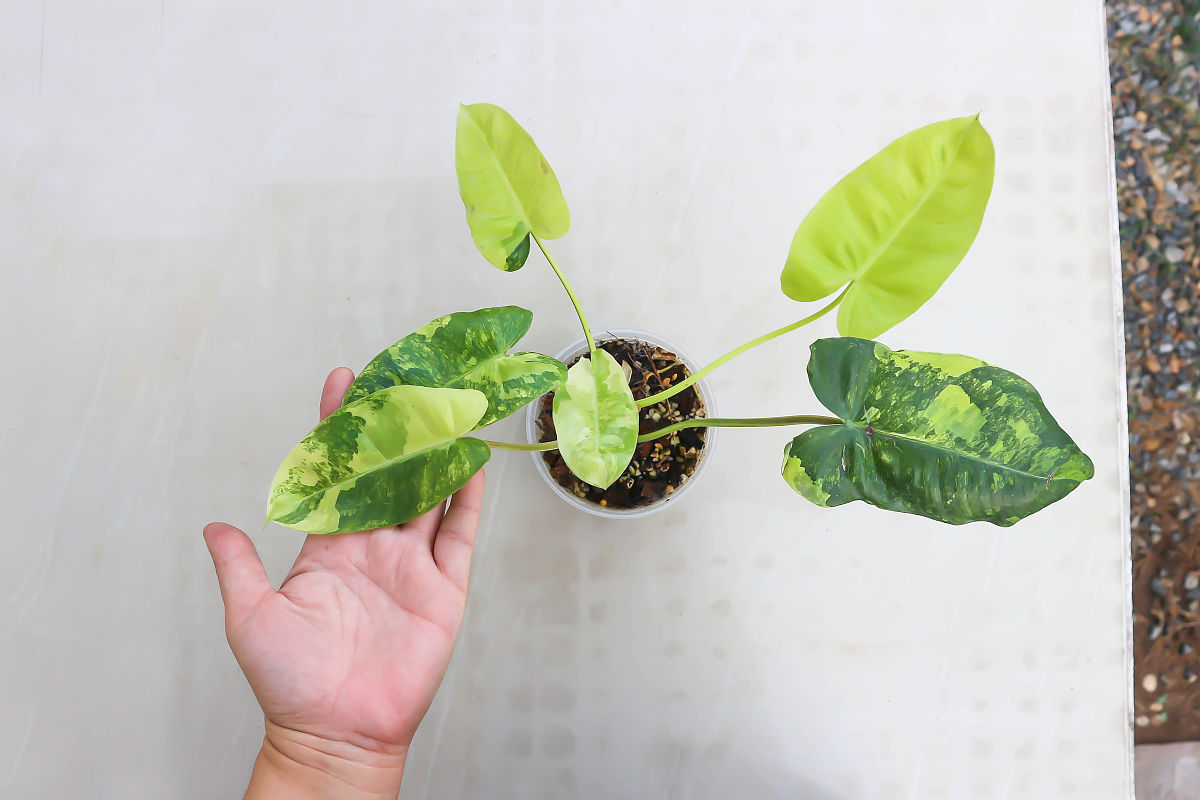 AndriAsto tweet media