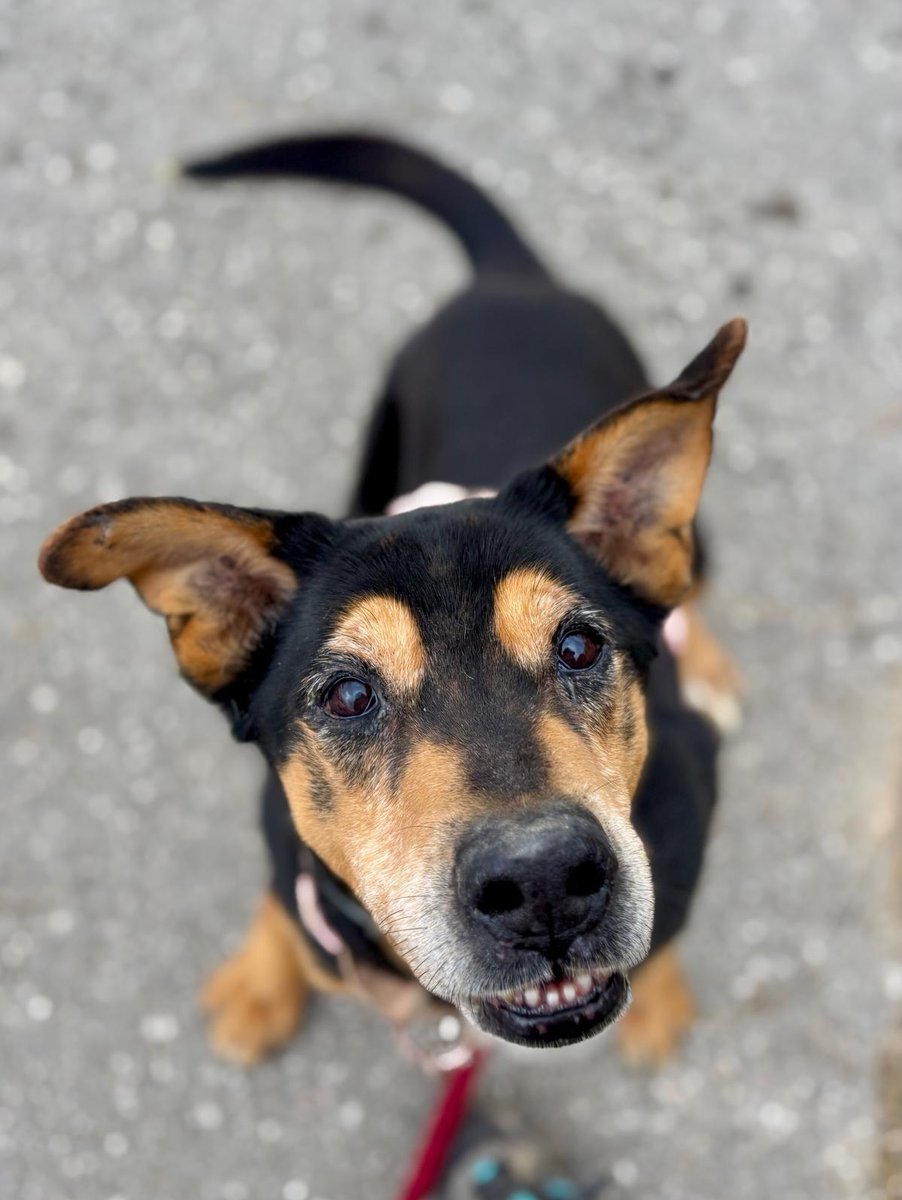 SOS Abuelos tweet media