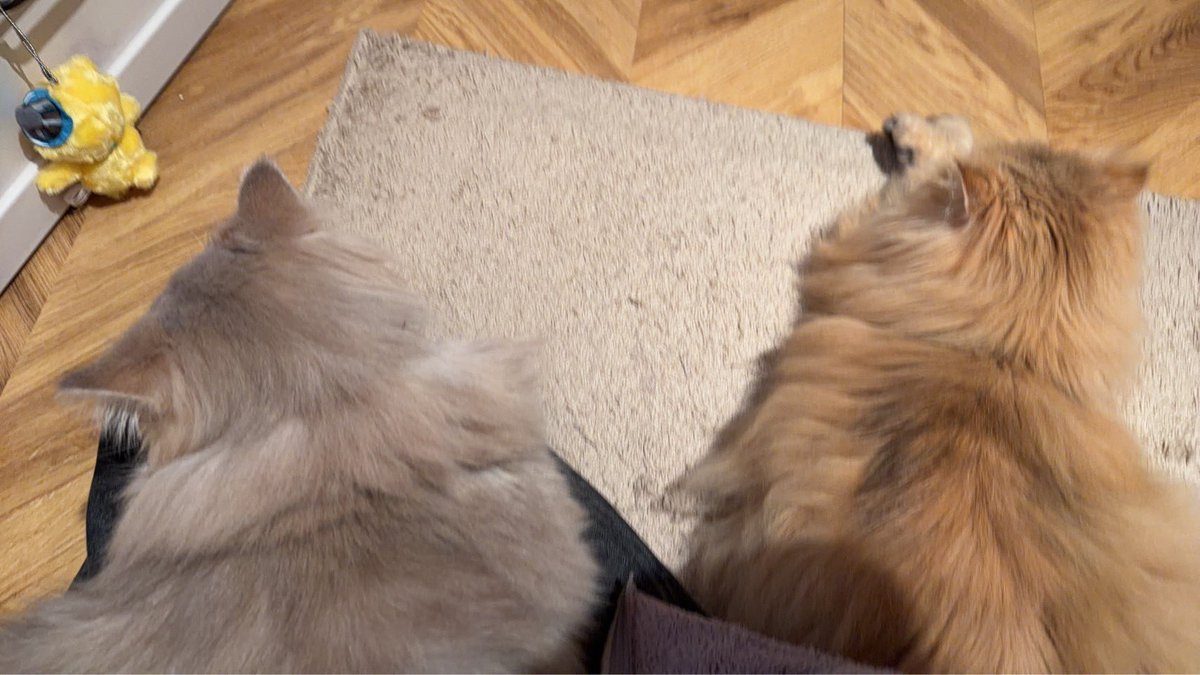 公開収録コンサートの放送をドキドキしながら観ていたら、百合が膝に💗
そしたらここもきて百合にキッス💋笑
2人は背中で音楽を聴くタイプ😆❤️
会場にお越しくださった皆さま
ご覧くださった皆さま
ありがとうございました🙇‍♀️💗