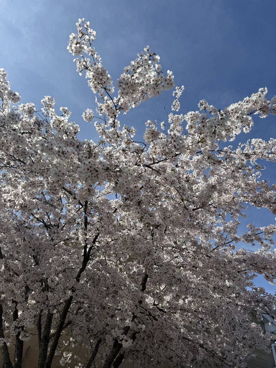 shiner_sam tweet media