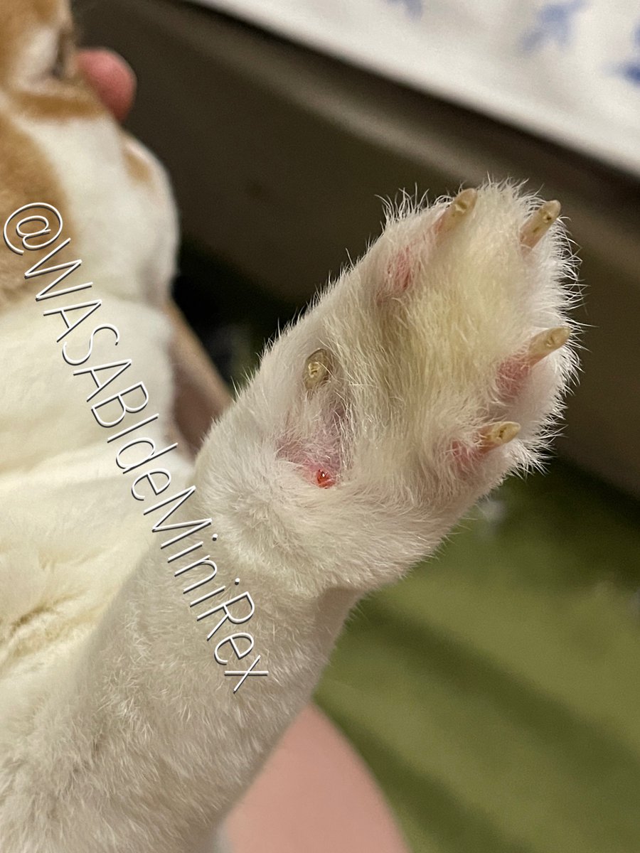 うさぎわさびc(⌒(_U･ω･U)_ tweet media