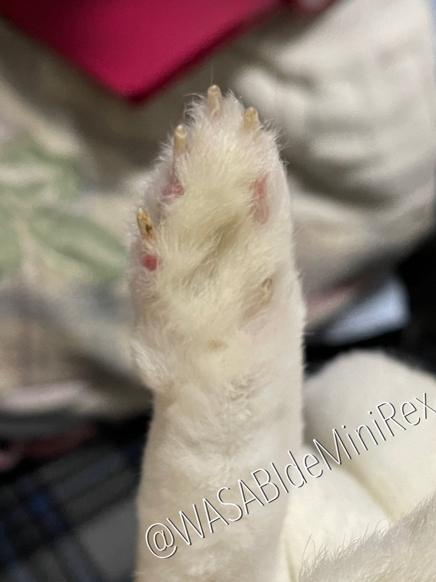 うさぎわさびc(⌒(_U･ω･U)_ tweet media