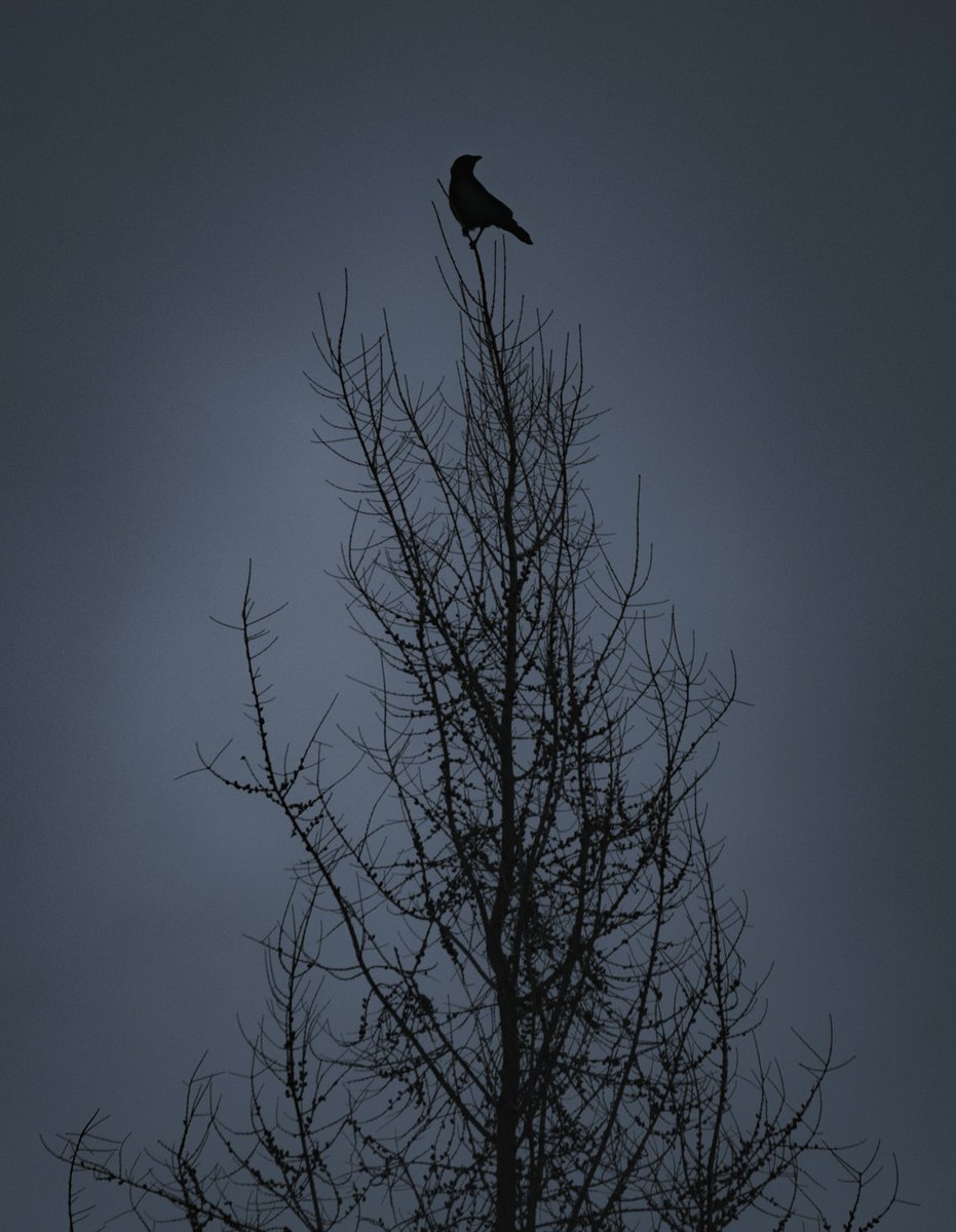 Loki Highlock tweet media