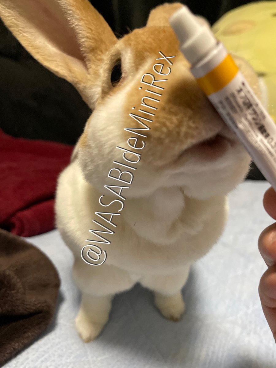 うさぎわさびc(⌒(_U･ω･U)_ tweet media