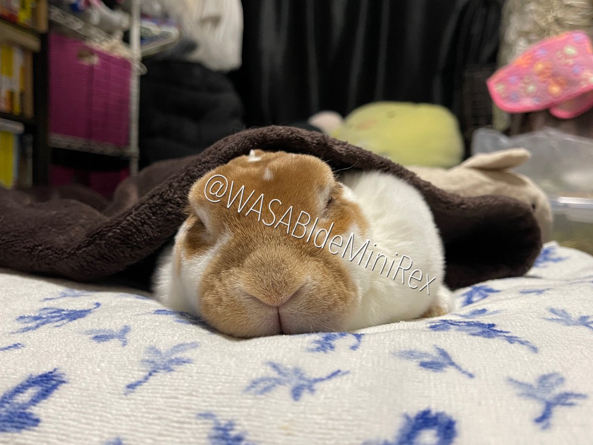 うさぎわさびc(⌒(_U･ω･U)_ tweet media