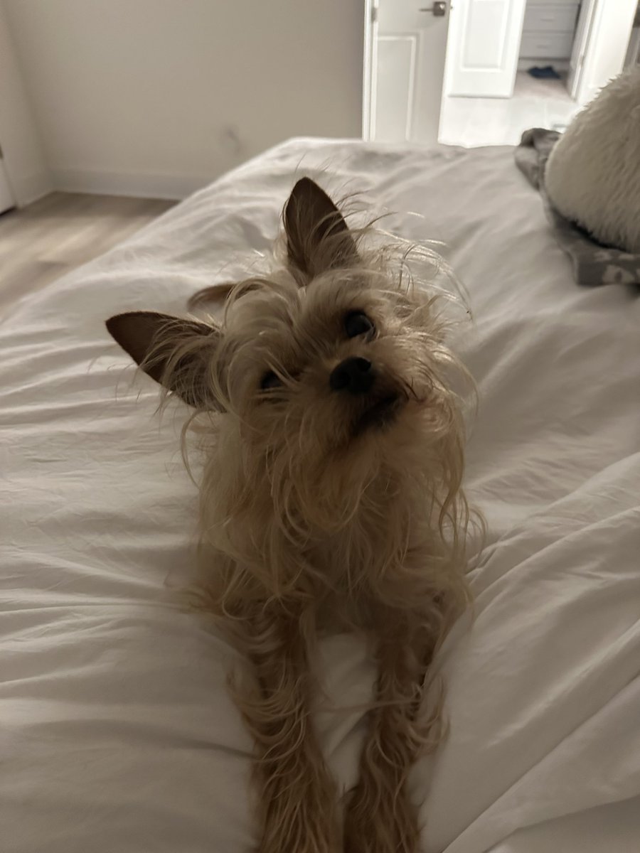 Stevie Stacks tweet media