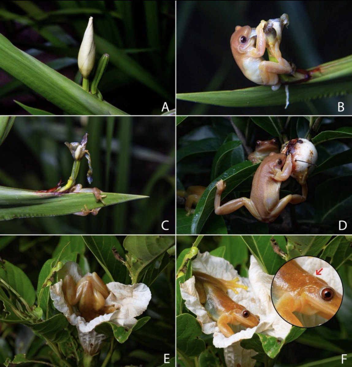 Carmine Fields tweet media