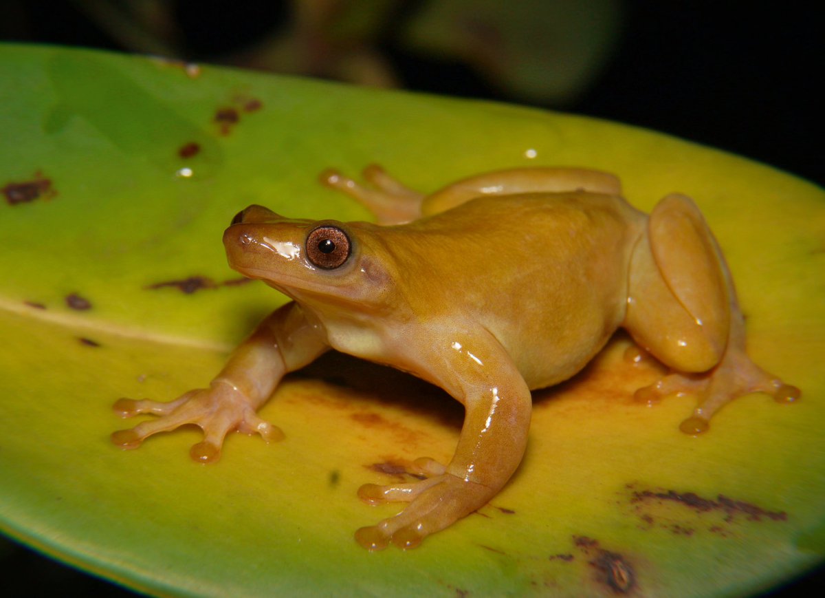 Carmine Fields tweet media