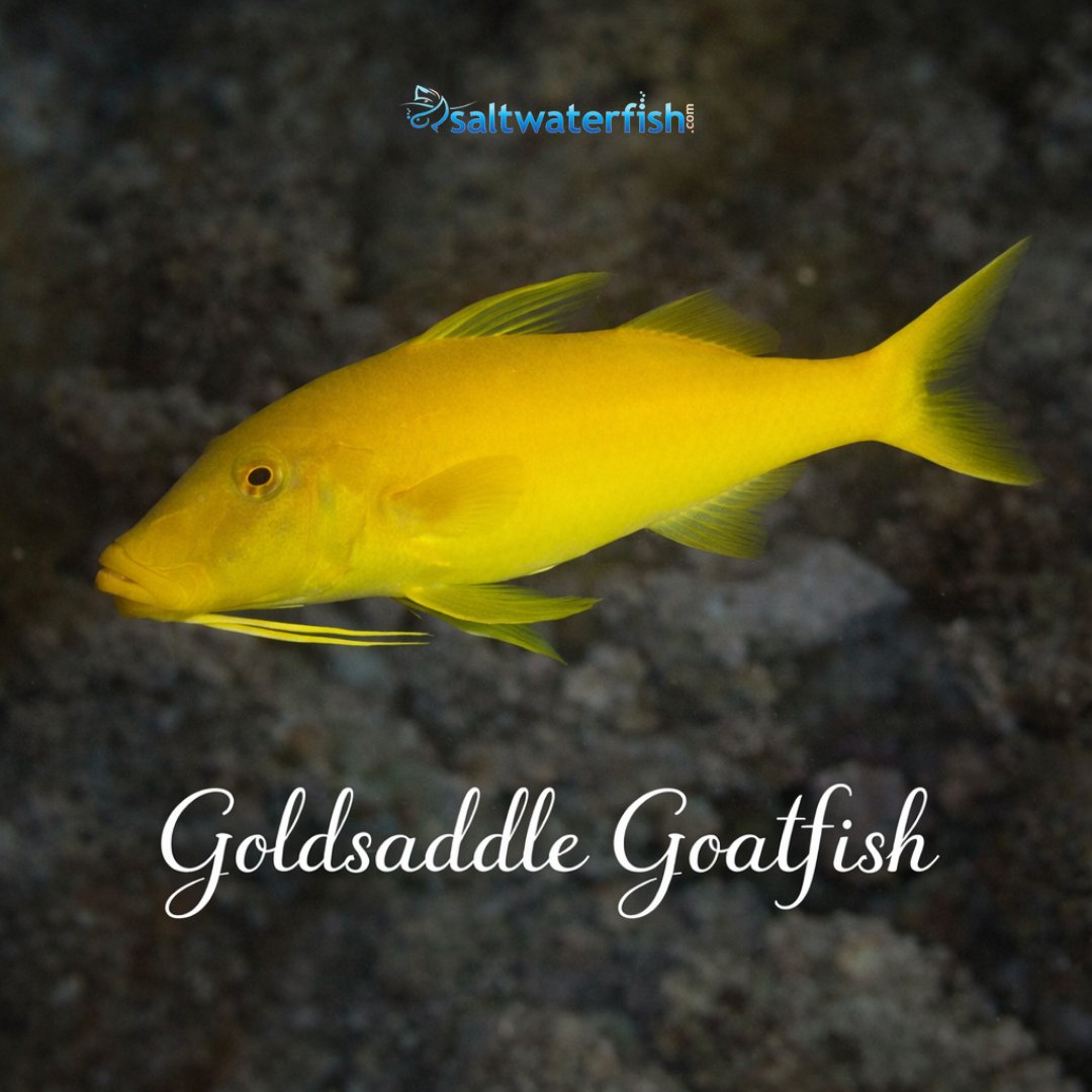 Saltwaterfish.com tweet media