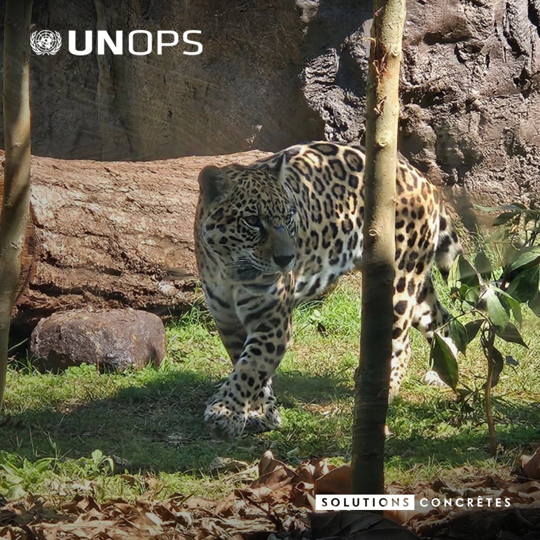 UNOPS en français tweet media