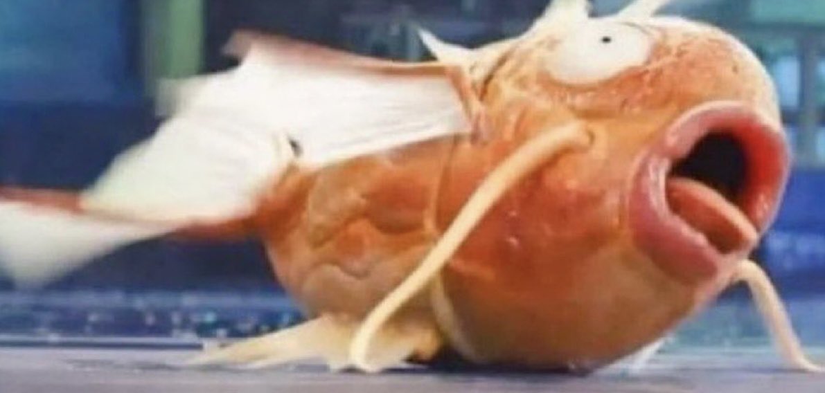 Тыква, которая сияет tweet media