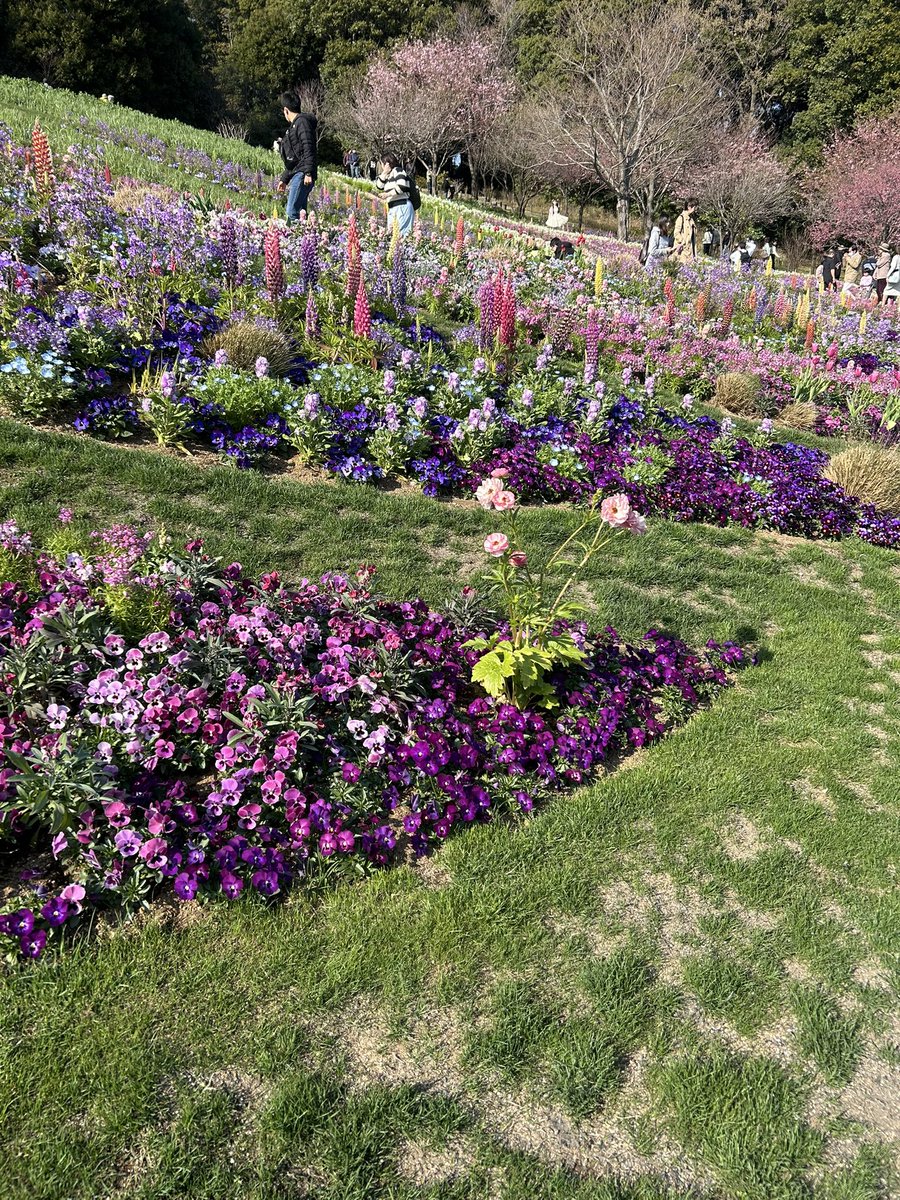 bonbon178's tweet photo. 本日は実家へ！
四季の森公園を散歩…
里山ガーデンで春の里山ガーデンフェスタが始まったばかりで延長してお散歩😊
天気も良く気持ち良かったですね。
桜はまだでしたが花はとても綺麗でした。
海外の観光客もいっぱい。10,000歩でした。
#四季の森公園
#里山ガーデン
#春の里山ガーデンフェスタ https://t.co/QUwa8Vo6OX