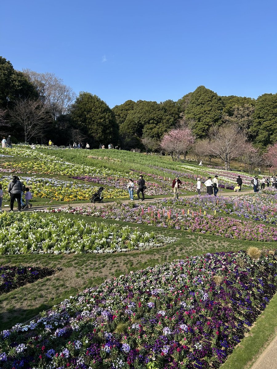 bonbon178's tweet photo. 本日は実家へ！
四季の森公園を散歩…
里山ガーデンで春の里山ガーデンフェスタが始まったばかりで延長してお散歩😊
天気も良く気持ち良かったですね。
桜はまだでしたが花はとても綺麗でした。
海外の観光客もいっぱい。10,000歩でした。
#四季の森公園
#里山ガーデン
#春の里山ガーデンフェスタ https://t.co/QUwa8Vo6OX