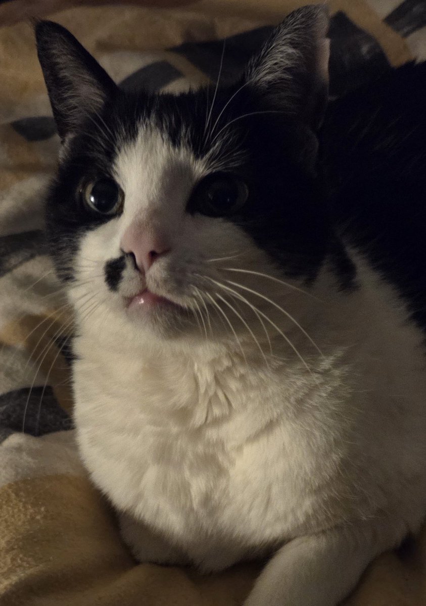 REFLET・゜・ tweet media