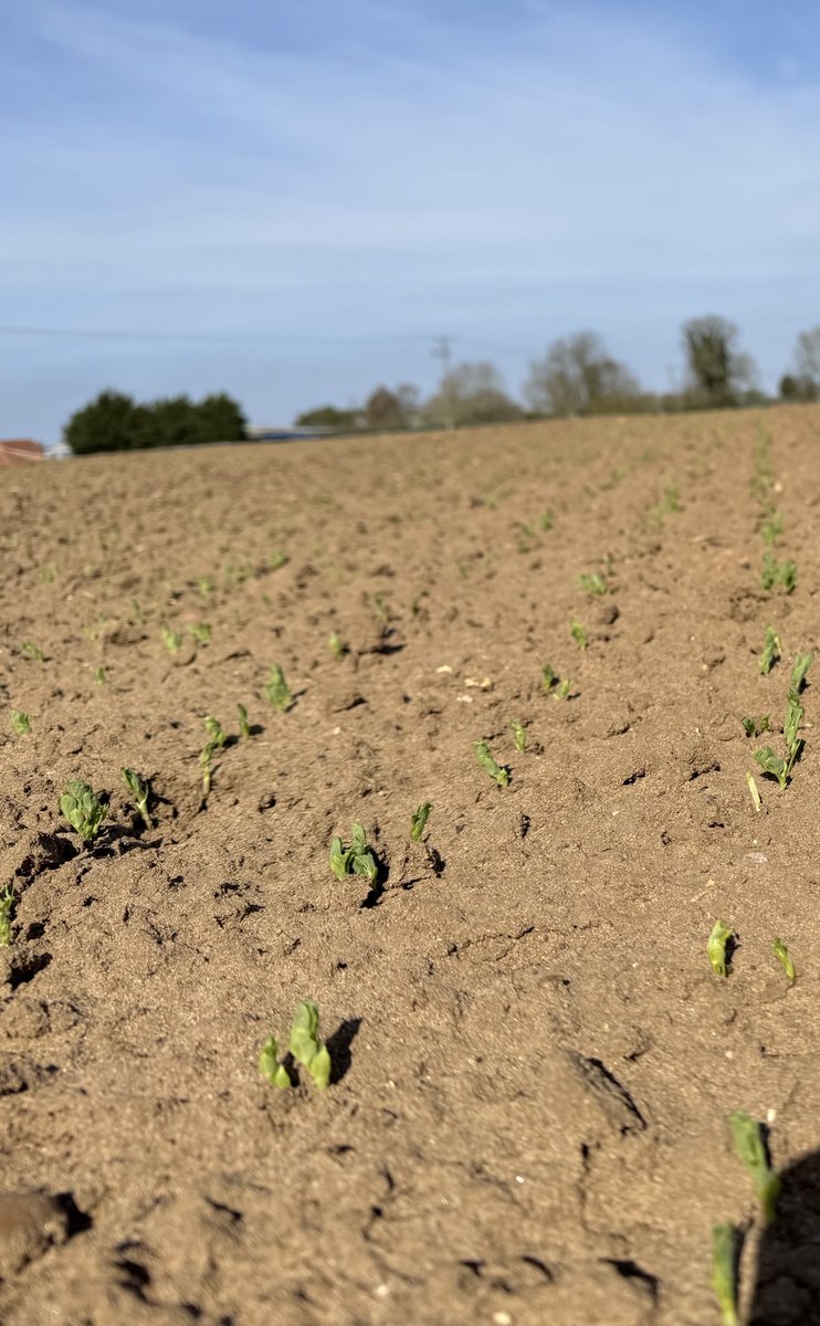 Fen Peas Ltd tweet media