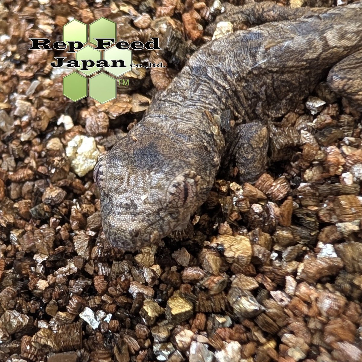 RepFeedJapan co., ltd tweet media