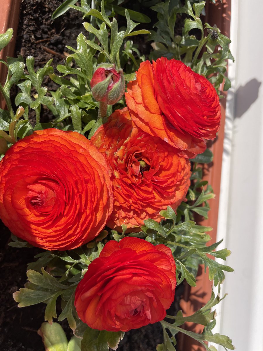 Wnuczka Dziadka Teodora tweet media