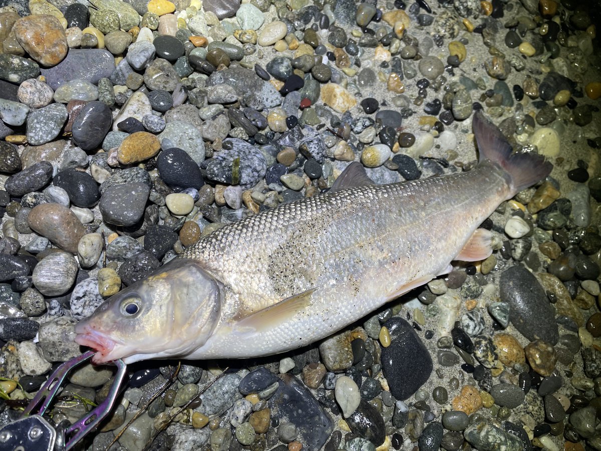 おーちゃん tweet media