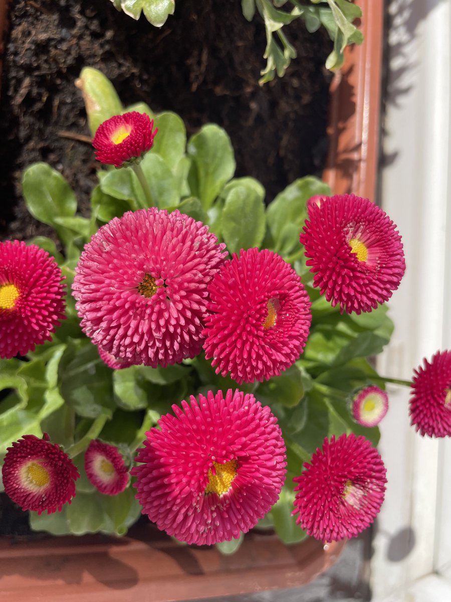 Wnuczka Dziadka Teodora tweet media