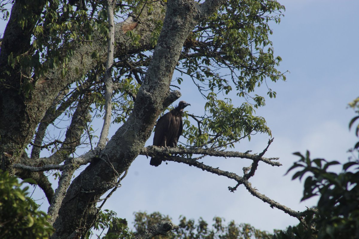 Elie SINAYITUTSE tweet media