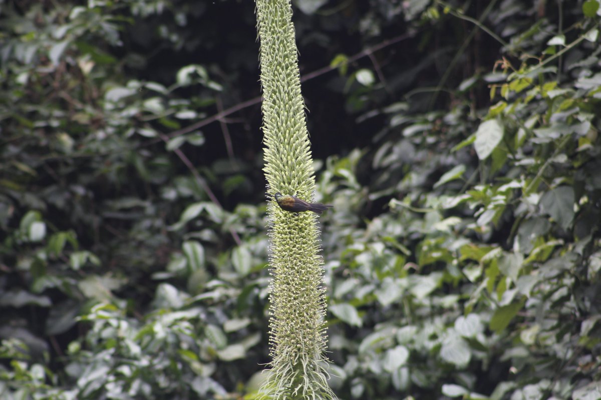 Elie SINAYITUTSE tweet media