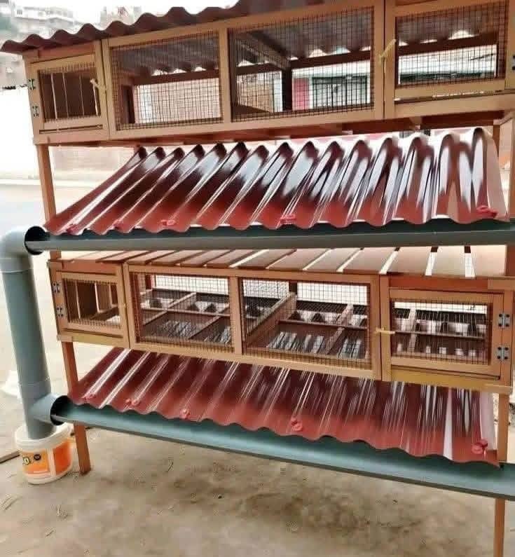 DieudoneHA's tweet image. ARE YOU PASSIONATE ABOUT #LIVESTOCK AND #COMPANION FARMING?

If you’ve been thinking about starting or improving your #rabbit, #chicken, or #dog farming, here’s some exciting news;

I’ve designed a modern, efficient, and affordable housing system that meets all the key