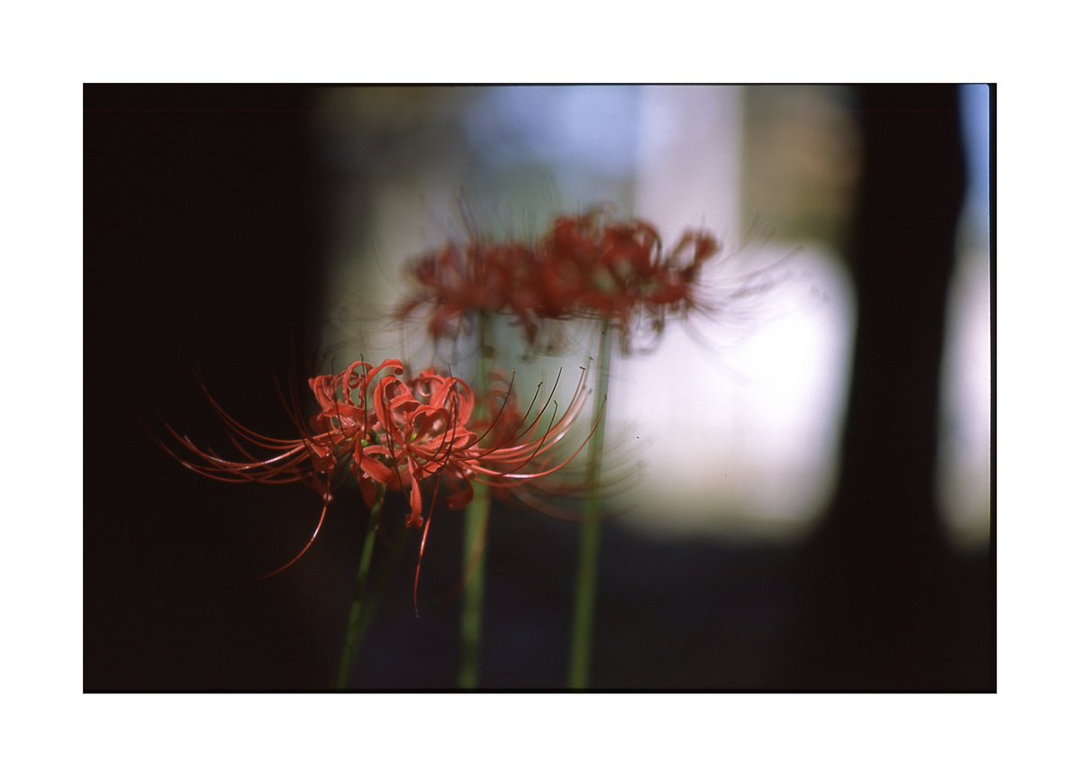 のがみ tweet media