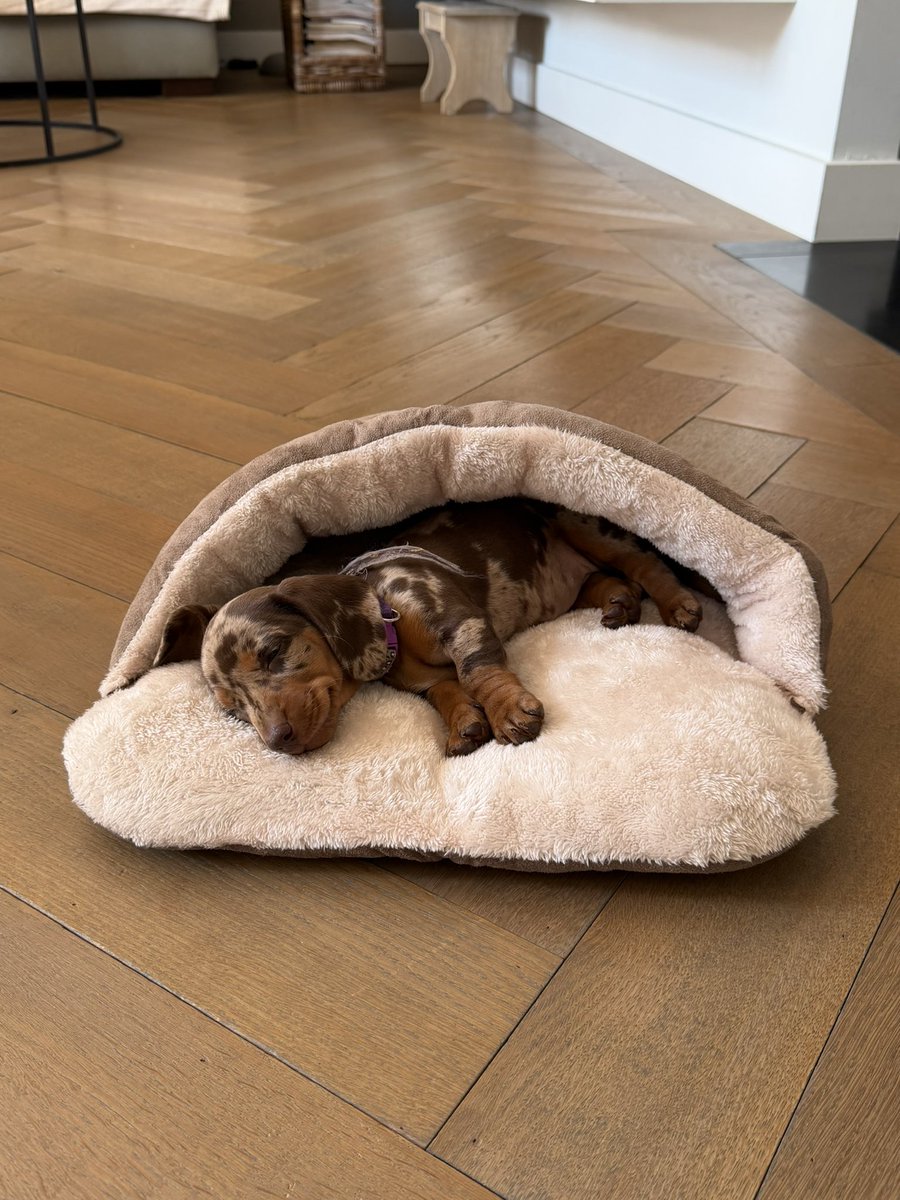 Peter ter Horst tweet media