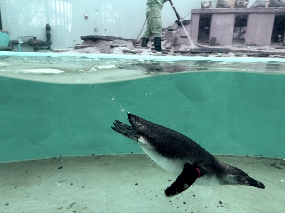 huki 5月~依頼募集中 tweet media