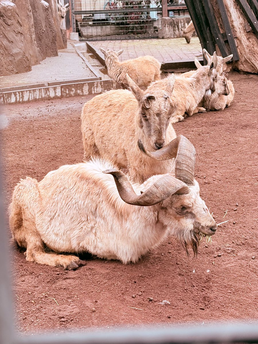 huki 5月~依頼募集中 tweet media