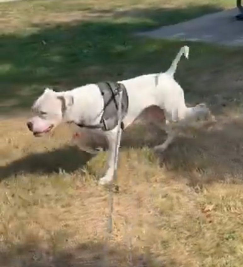 Stetson Young tweet media