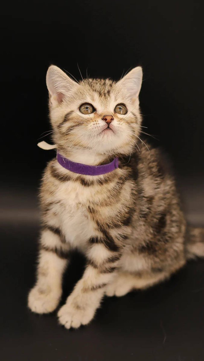 Monika Dolejs tweet media