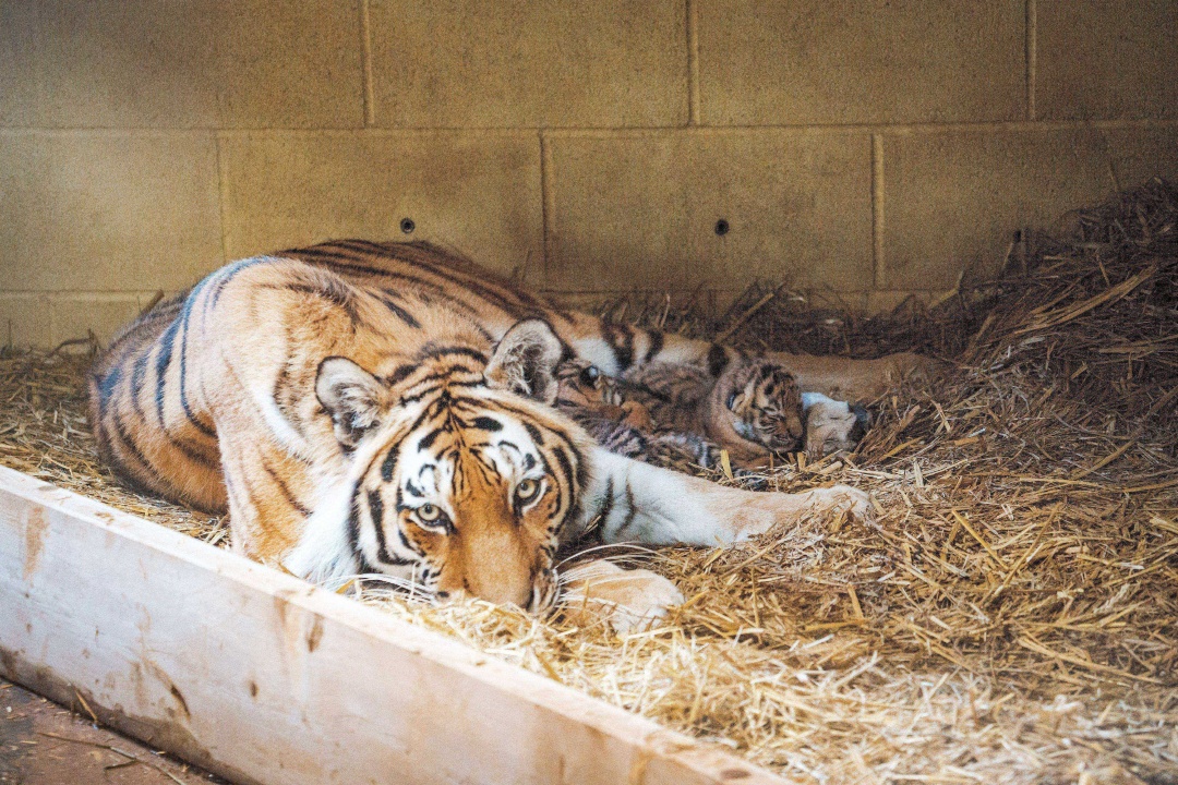 Longleat tweet media