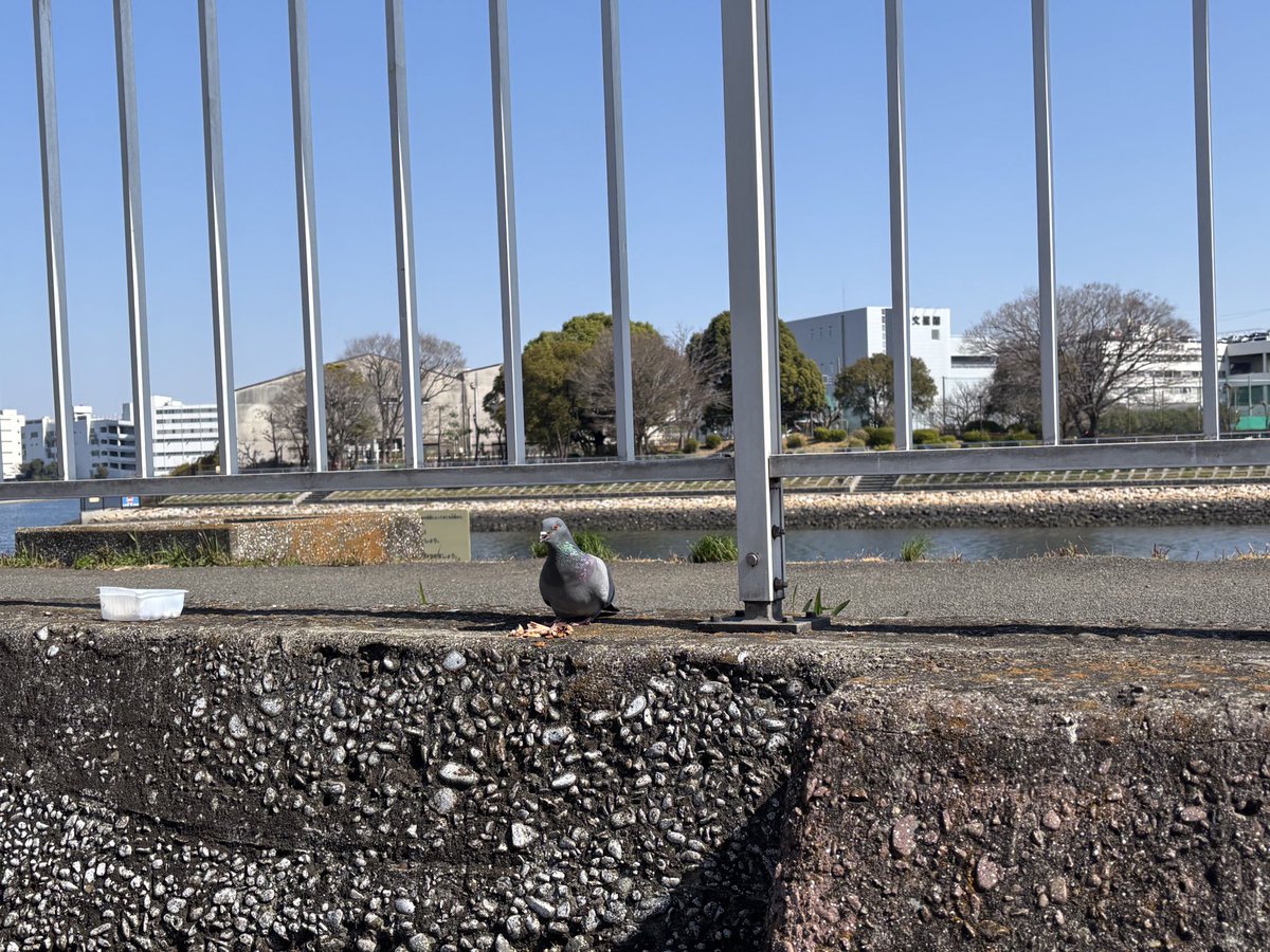 .NUKO（ドットぬこ） tweet media